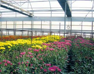 Climatización de invernaderos florícolas